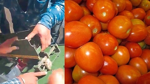 fraud in weight scale from trader while buying tomatoes in pimpalgaon market committee