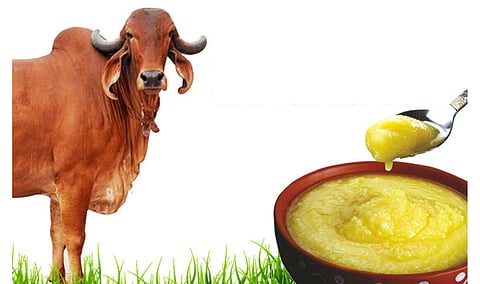 देशी गाईचे तूप आरोग्यासाठी फायदेशीर; कोणतेही दुष्परिणाम नाही