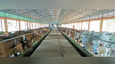 हजार गाईंची गोशाळा