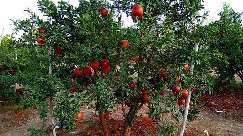 पाच लाख रुपयांच्या डाळिंबाची शेतातूनच चोरी! वाडीकुरोली गावातील घटना