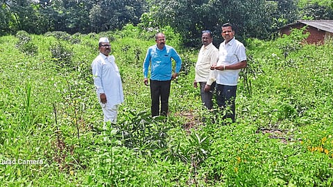 Hundreds of Israeli mango trees cut down