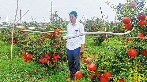 pomegranates grown by farmers in nevase were exported to gulf countries