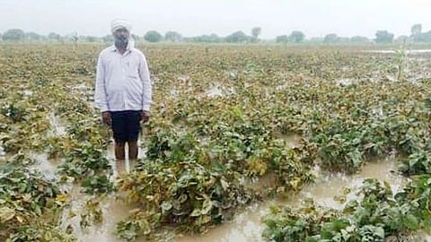 Heavy rain damage Kharip crops