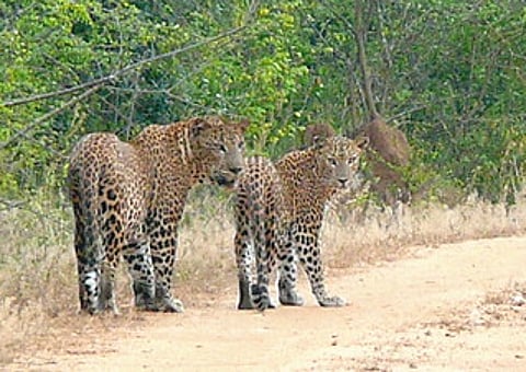 तिरोडा वनपरिक्षेत्रात मादी बिबटचा मृत्यू