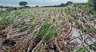 Beed : सात दिवसांत सात बळी