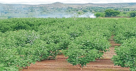 अंजिराचे गाव