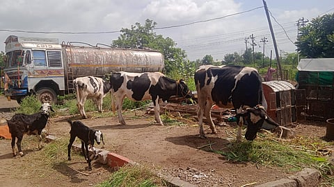 इंदापूरच्या पश्चिम भागामध्ये लाळ्या खुरकूत रोगाचे थैमान