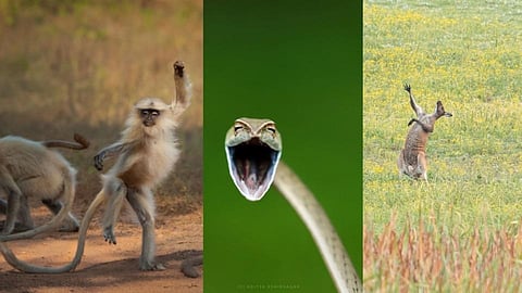 नाचणारं माकड, हसणारा साप अन् गाणारं कांगारू; पाहा कॉमेडी वाइल्डलाइफ फोटो