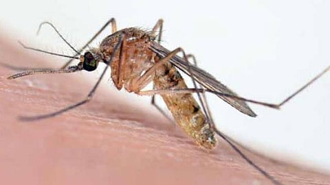 चिकनगुनिया : बचावासाठी काय करायला हवे, हे जाणून घ्या