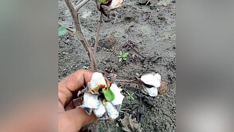 सोयाबीन पाठोपाठ कपाशीचे नुकसान