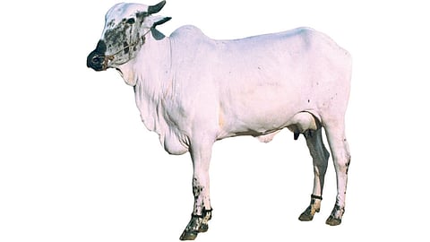 Cow