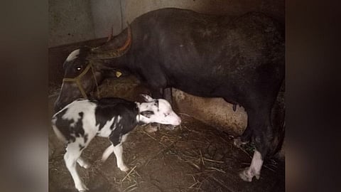 आश्चर्यच! म्हशीने दिला वासरू सदृष्य रेडकाला जन्म