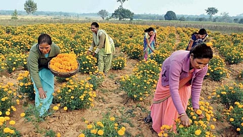 Marigold