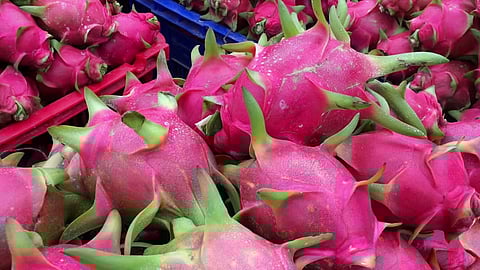 Dragon Fruit Farming in Dighanchi atpadi sangli