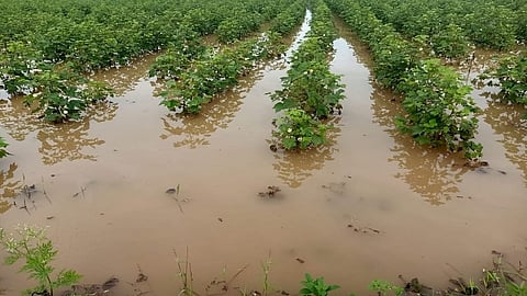 अंबड पाऊस