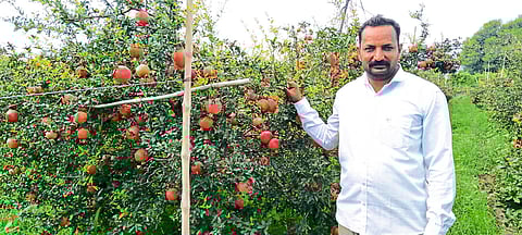 shashikant shinde is earning rs 9 lakh a month from pomegranate farming