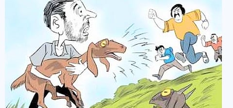 चंद्रपूर : माराई देवीला बकरा चढवला अन् सोडला; मात्र...