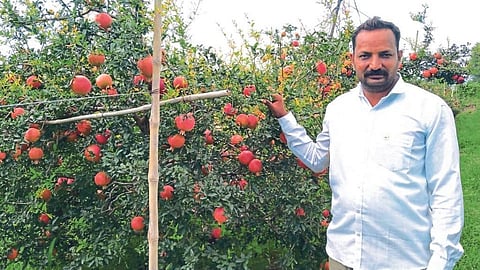 5 एकर डाळिंबाचे झाले चक्क 65 लाख! शेतकरी
तरुणाची कथा