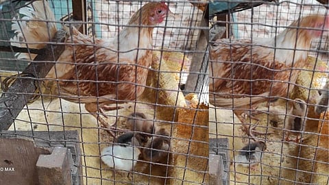 ऐकावं ते नवलच; कोकणात जन्माला आलं चक्क 4 पायांच कोंबडीचं पिल्लू