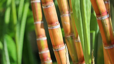 Sugar Cane