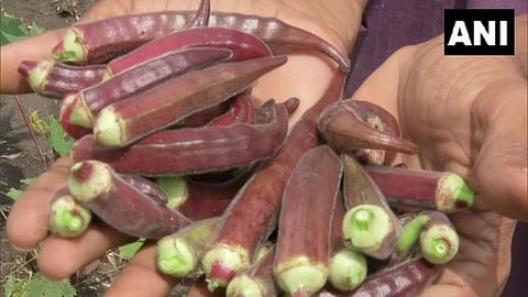 Red Ladies finger/Okra
