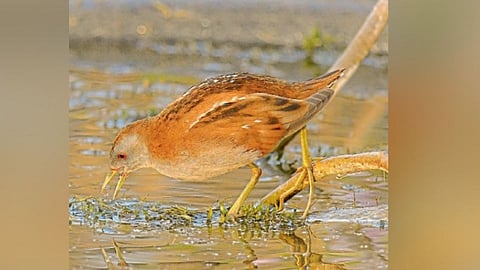 पक्षीदर्शन : कॅमेऱ्यात कैद झाली ‘छोटी फटाकडी’