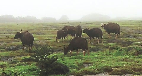कास पठारावर रानगव्यांची मुक्त भटकंती
