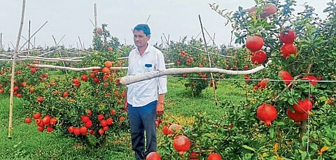 आखातात पोचली नेवाशाची डाळिंबे