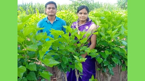 आत्मविश्वासातून पिकवले सोने! वीस गुंठ्यात वीस दिवसात साठ हजारांचे उत्पादन