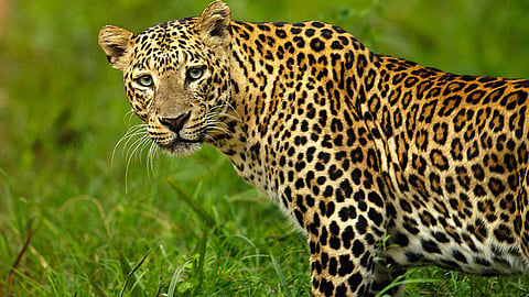 Leopard News
