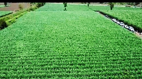 वावर है तो पावर है! विदर्भात सर्वाधिक ऊस उत्पादन घेतात राजेश!