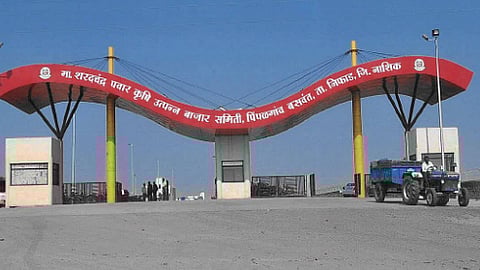 farmers are being robbed by bangladesh traders at pimpalgaon market committee