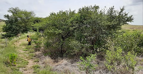 पुरंदरला चांबळीच्या 'कडजाई देवराई' प्रकल्पात वाढतायेत 4,000 झाडे