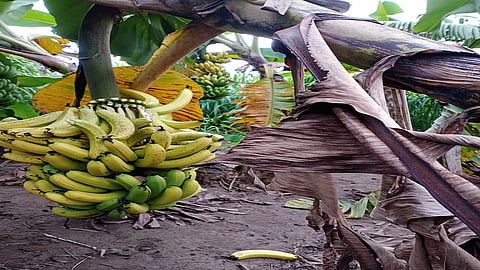 कळमनुरी (जि.हिंगोली) तालुक्यातील डोंगरकडा, वारंगा फाटा परिसरात मोठ्या प्रमाणात शेतकरी केळी उत्पादक मोठ्या प्रमाणावर आहेत.