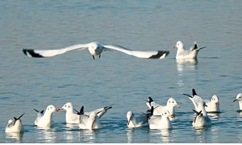 World Tourism Day 2021 :‘उजनी’तील पक्ष्यांचे होणार टॅगिंग