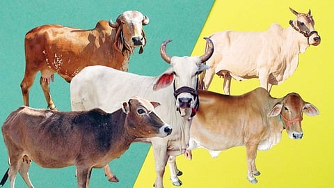 गीर, खिलार ते साहिवाल; जाणून घ्या भारतीय गोवंशाची माहिती