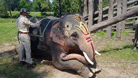 ‘गज महोत्सव