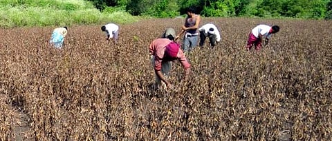 इचलकरंजी: हातातोंडाशी आलेला घास पावसाने हिरावून घेतला