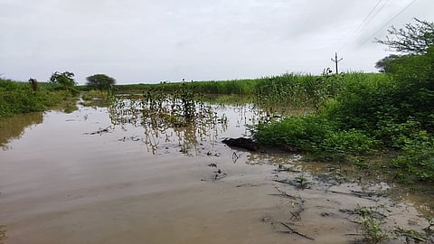 धानोरा (जि.बीड) : अंबाजोगाई तालुक्यातील धानोरा खुर्द परिसरात गुरुवारी (ता.२३) रात्री मुसळधार पाऊस झाला. या पावसाने मांजरा नदी काठ, ओढे-नाले परिसरातील शेती जलमय झाली आहे.