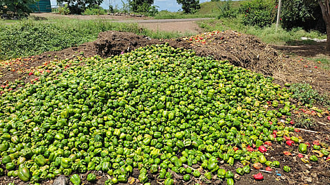 'शेती करावी की नको असं झालंय ! ढोबळी मिरचीने उत्पादकांच्या डोळ्यात आणले पाणी