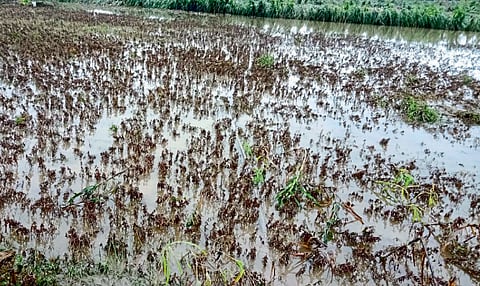 Latur : बहरलेलं पीक डोळ्यांदेखत गेलं