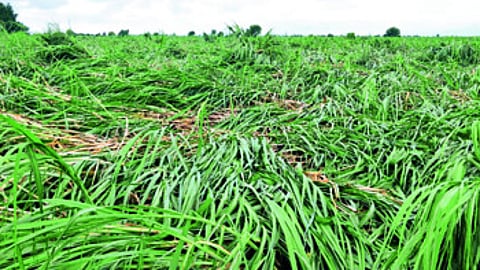 Heavy Rain Crop Damage