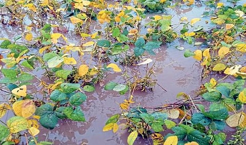 मराठवाड्यासाठी हवे ८४५ कोटी