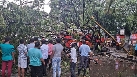वाऱ्यामुळे झाडे पडून नुकसान