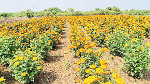 For Dussehra Diwali marigold fields are in full bloom