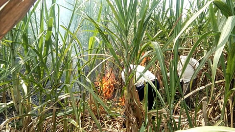 मंदाणे : पंधरा एकर ऊस जळाला; आठ लाखांचे नुकसान
