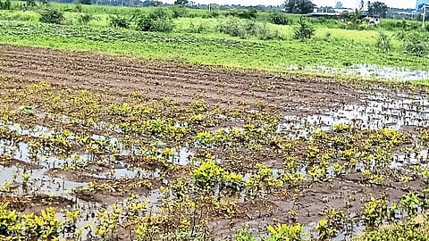rains in the district have caused severe damage to soybean crop