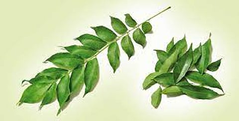 Curry leaves