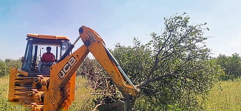 तीर्थपुरी : येथील रामप्रसाद बोबडे यांच्या शेतातील मोसंबीची फळबाग जेसीबीच्या साह्याने मोडून काढताना.