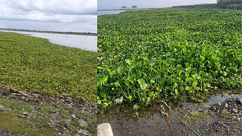 उजनी जलाशयाच्या प्रदूषणात भर घालतेय जलपर्णी !